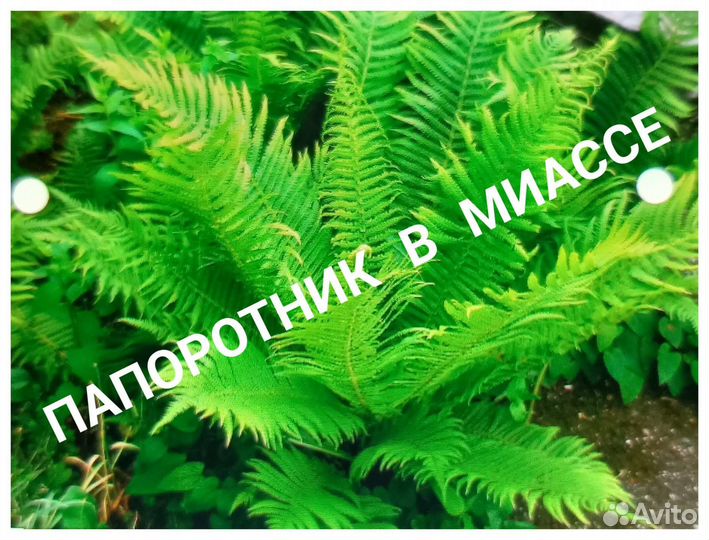 Папортник - Страусин, Хосты, декоративный лук