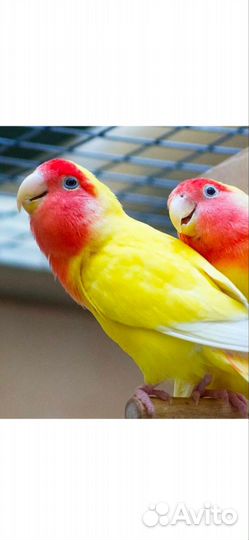 Попугай неразлучники