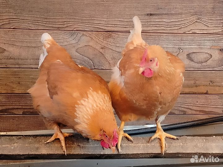 Куры молодки