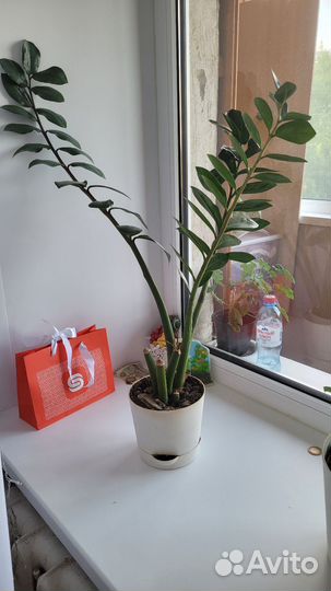 Замиокулькас