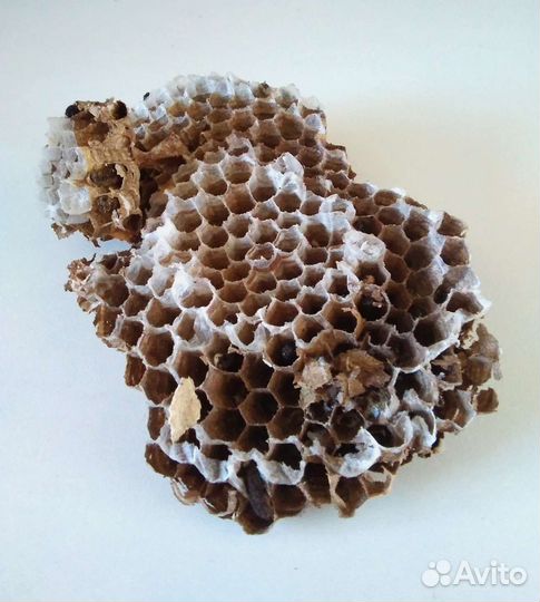 Гнездо ос или шершней