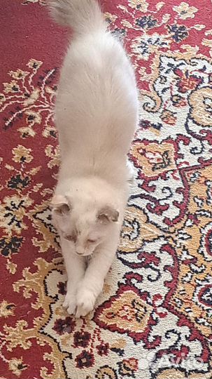 Кошка вислоухая