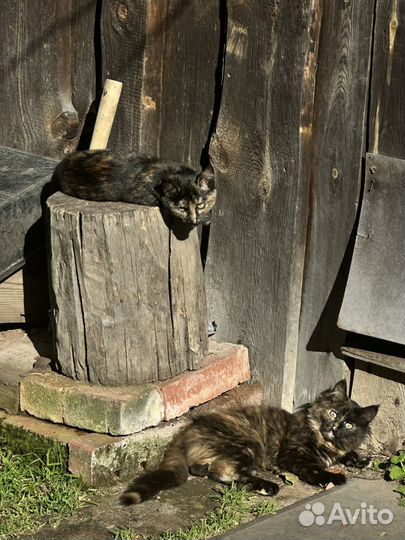 Котята 3 месяца