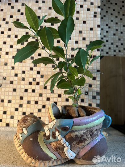 Дерево бонсай