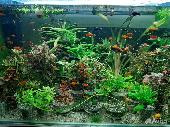 Аквариумные рыбки