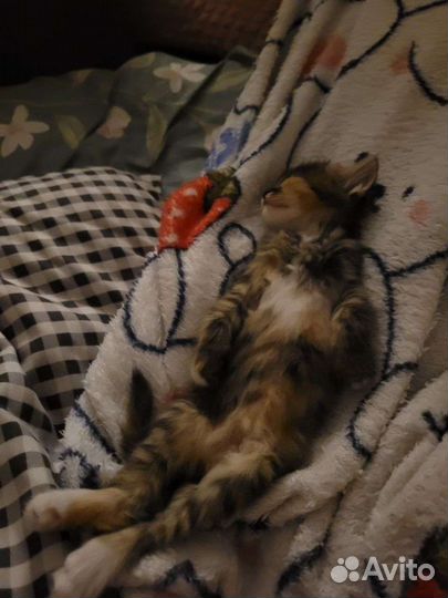 Котята от Турецкой Ангорой