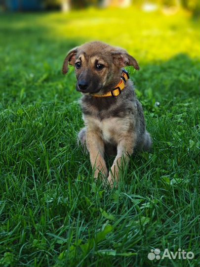 Щенок в добрые руки