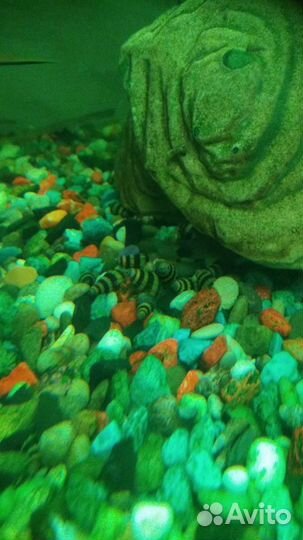 Улитки аквариумные хилены