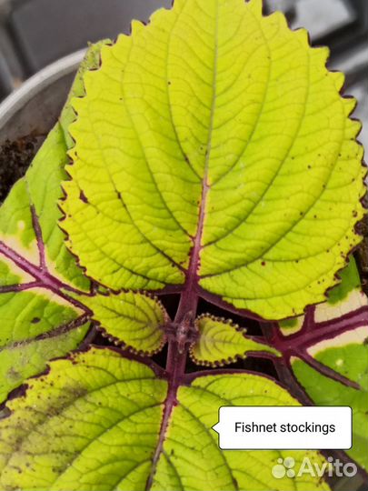 Срезы Колеусов