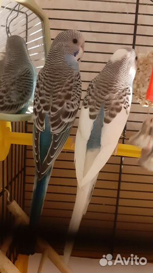 Птенцы волнистые попугаи возраст 40 дней
