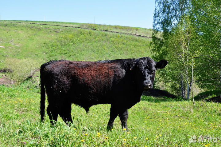 Племенные телки и бычки Галловейской породы