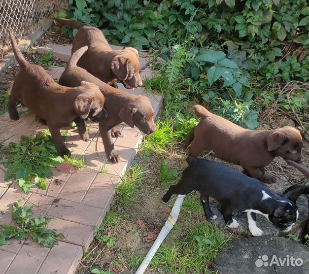 Щенки лабрадора шоколадные