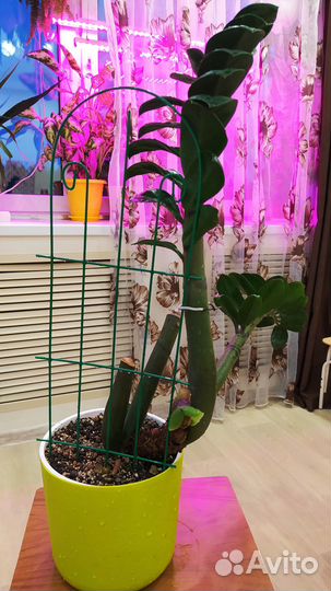 Замиокулькас зензи