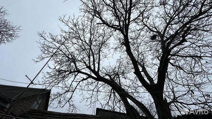 Гецкий орех под слэбы на спил