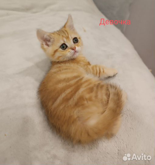 Шотландские котята