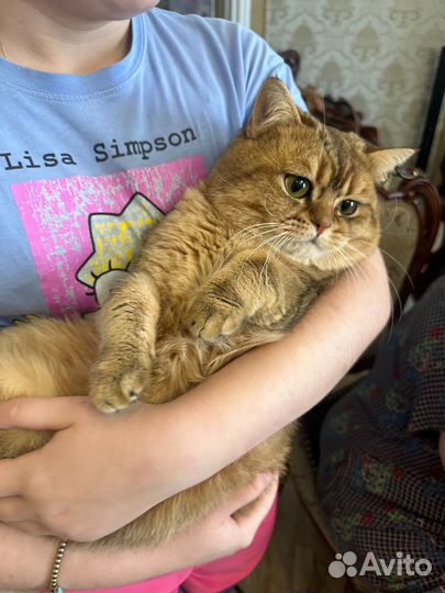 Кот в добрые руки