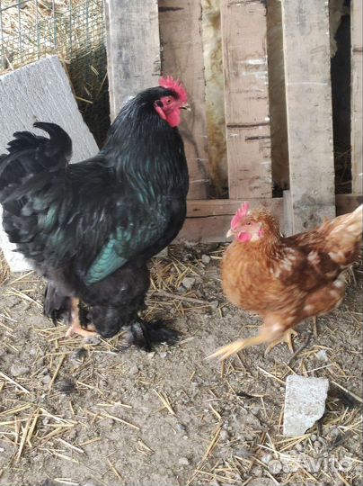 Петухи породы брама