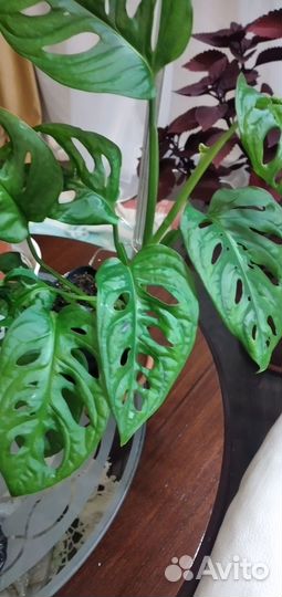 Монстера манки