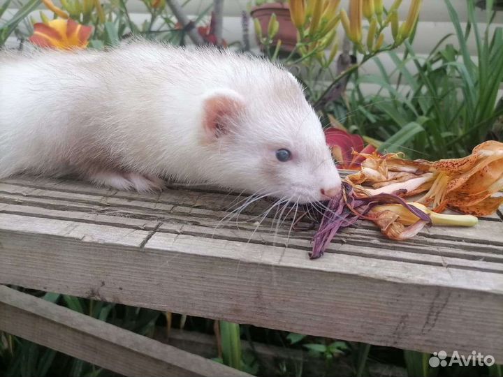 Зеленоглазые хорьки экзоты