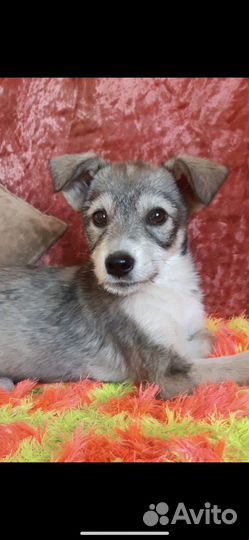 Щенки в добрые руки