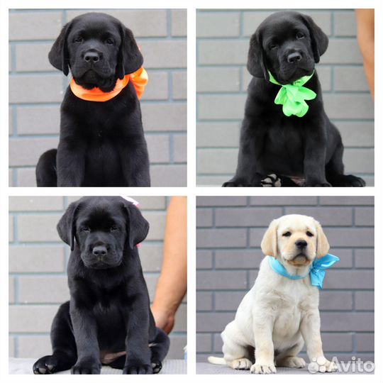 Щенки лабрадора