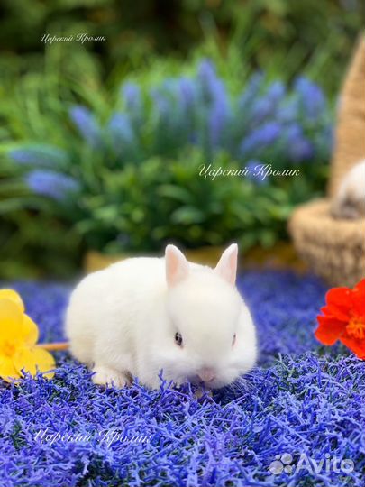 Кролики мини Гермелин
