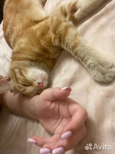 Отдам бесплатно кота
