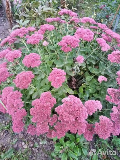 Излишки садовых растений