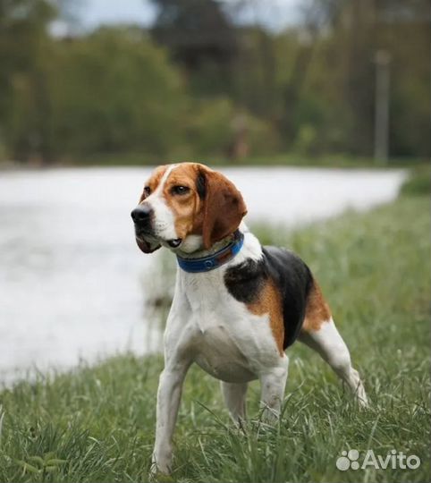 Бигль, мальчик 4 года