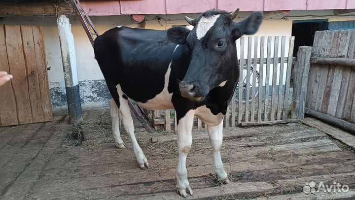 Телки нетели