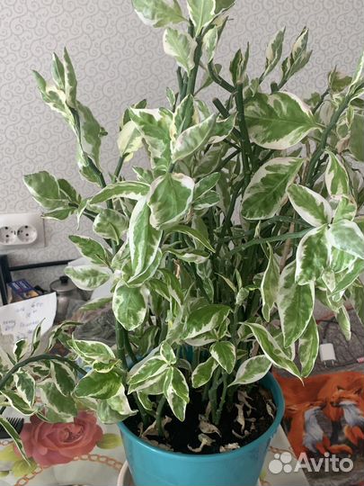 Педилантус