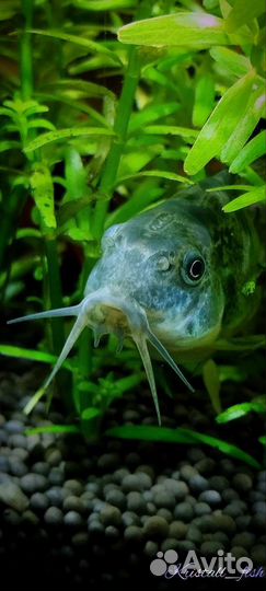 Аквариумные рыбки