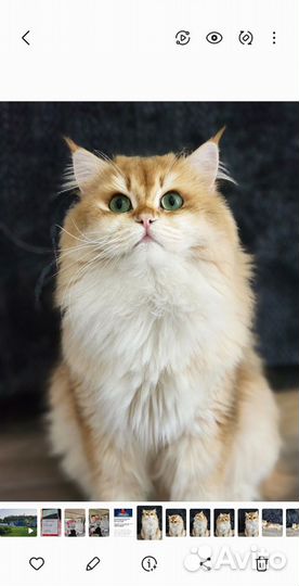 Британский кот вязка