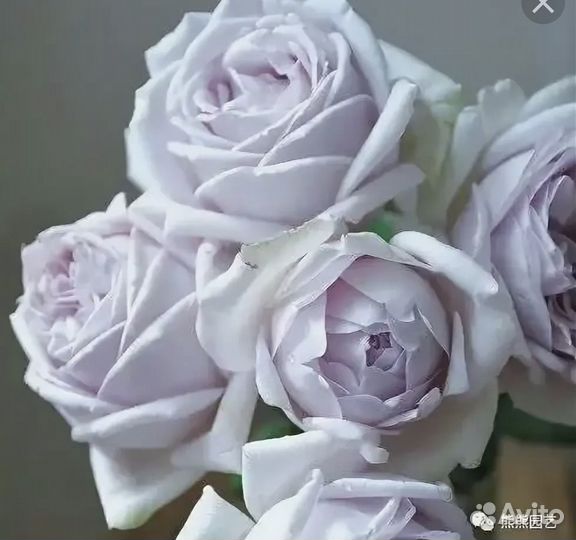 5 саженцев японских роз