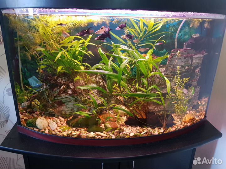 Аквариум с тумбой зелаква 120л