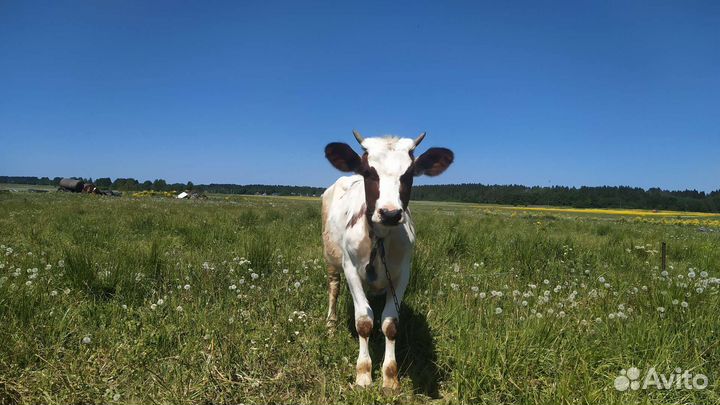 Телочка айширская