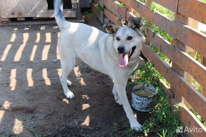 Нужен дом собаке