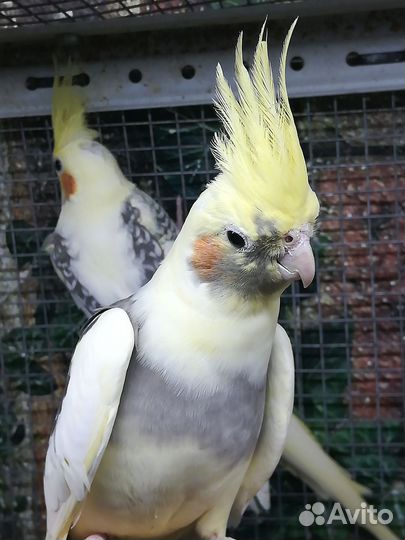 Попугай корелла птенцы, клетка