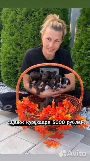 Щенки курцхаара родились 20.08.2023
