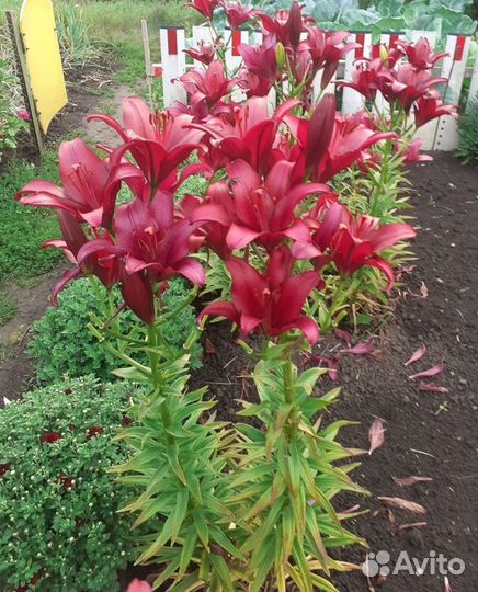 Лилии луковицы