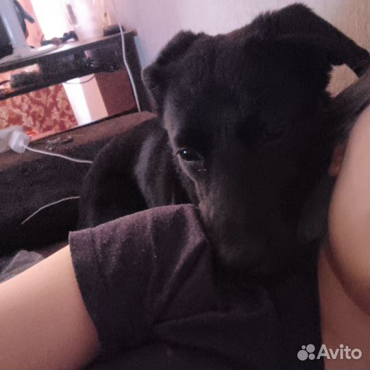 Щенок помесь лабрадора