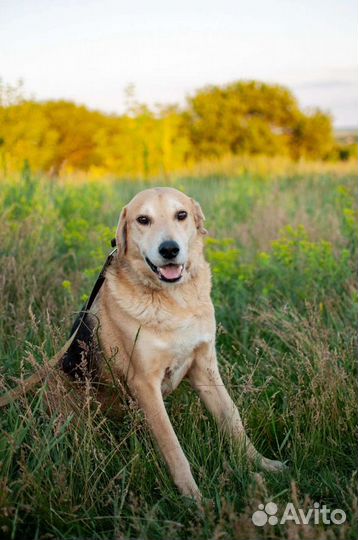 Русская гончая из приюта в добрые руки бесплатно