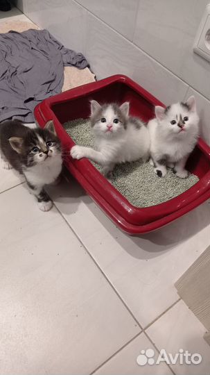 Отдам в добрые руки