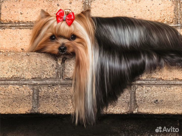 Щенки йорка.Ркф