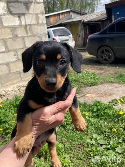 Щенки таксы