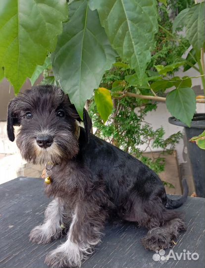 Цвергшнауцер щенки