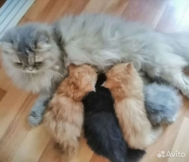 Животные камышлов