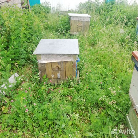Пчелы улья пасеку
