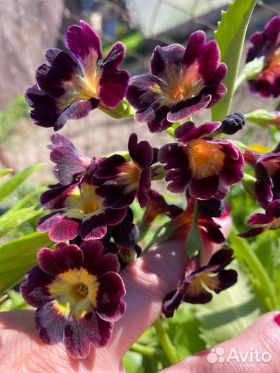 Примула ушковая Аурикула