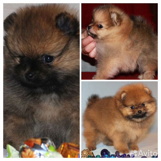 Щенки шпица